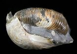 Hoploscaphites Brevis Ammonite With Clam - #43935-2